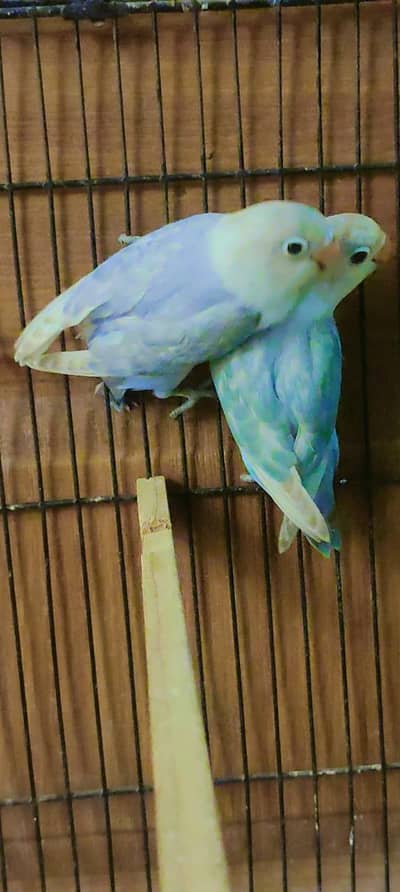 love birds