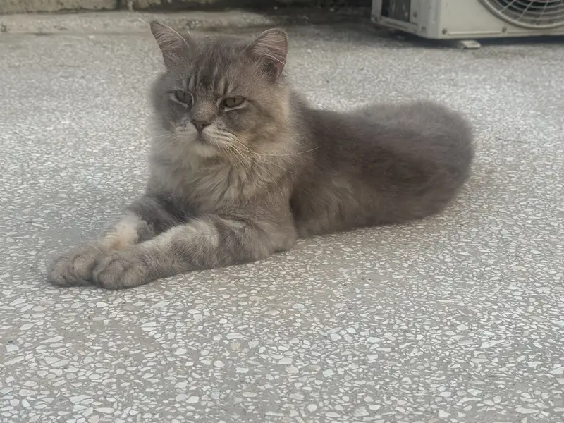Persian male Cat — photo 2