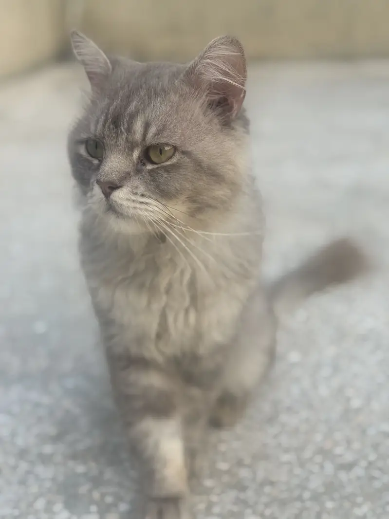 Persian male Cat — photo 3