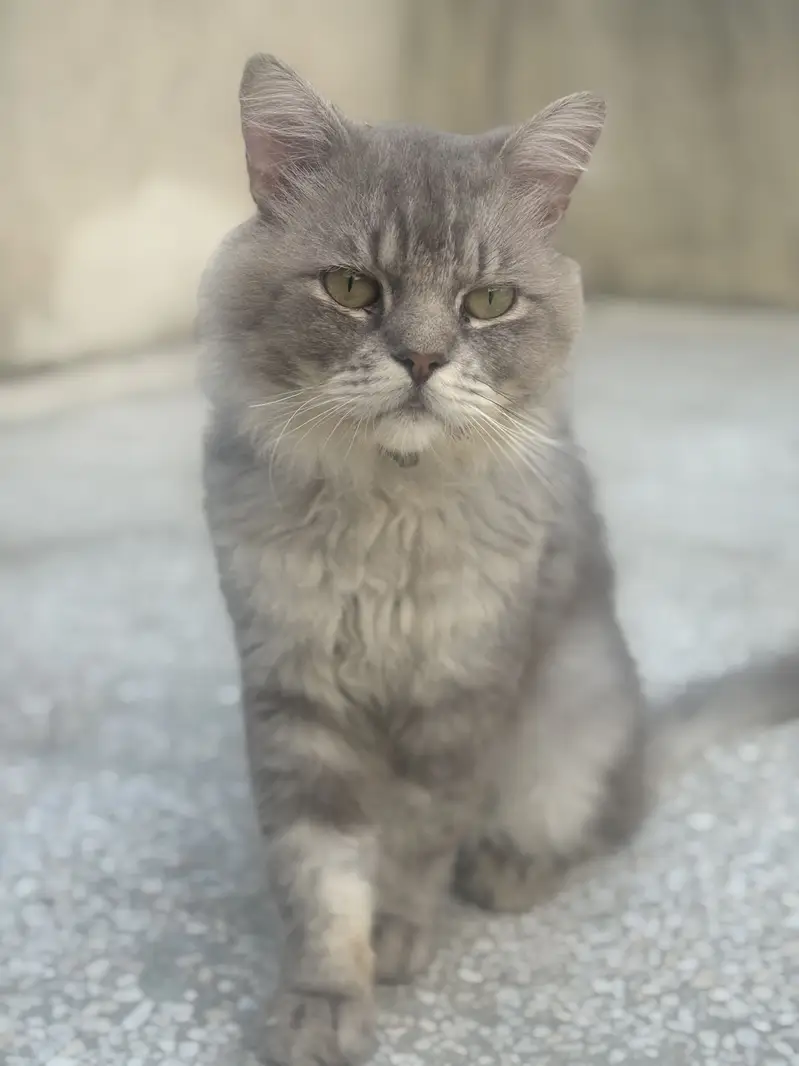Persian male Cat — photo 4