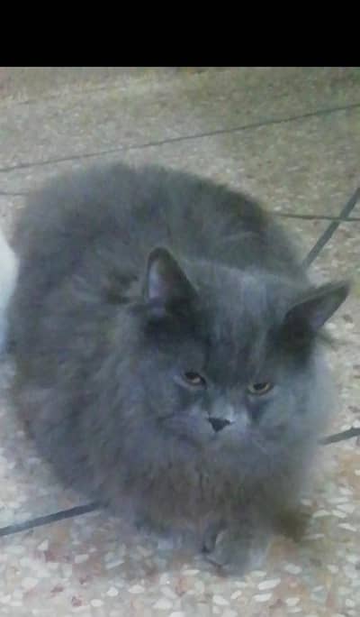 Family Persian cat
