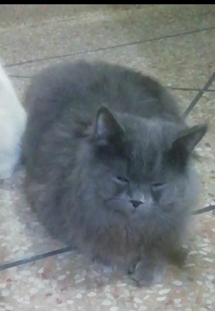 Family Persian cat — photo 2