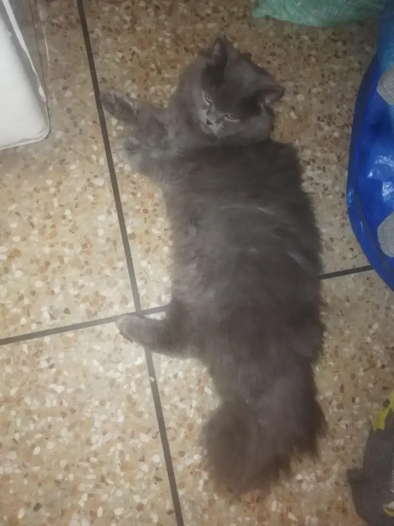 Family Persian cat — photo 3