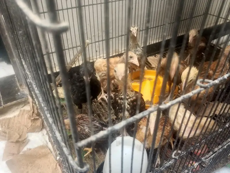 1 month desi chicks — photo 2