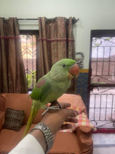 raw parrot  for sale