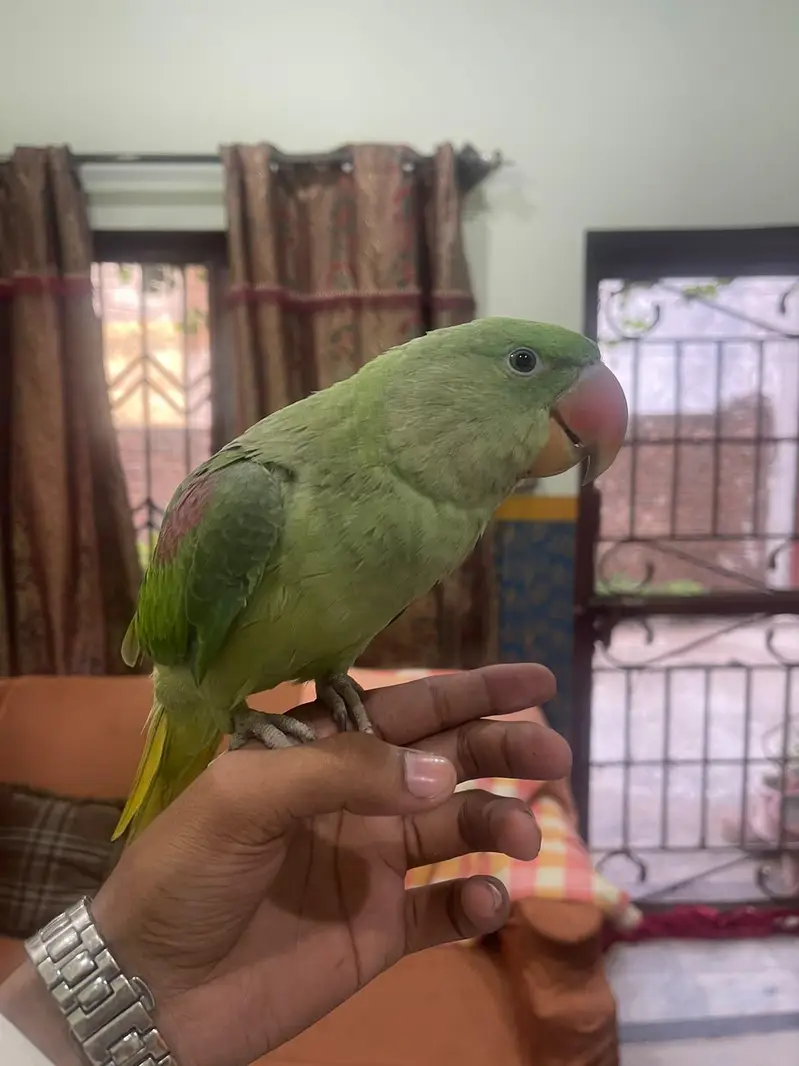 raw parrot  for sale — photo 2