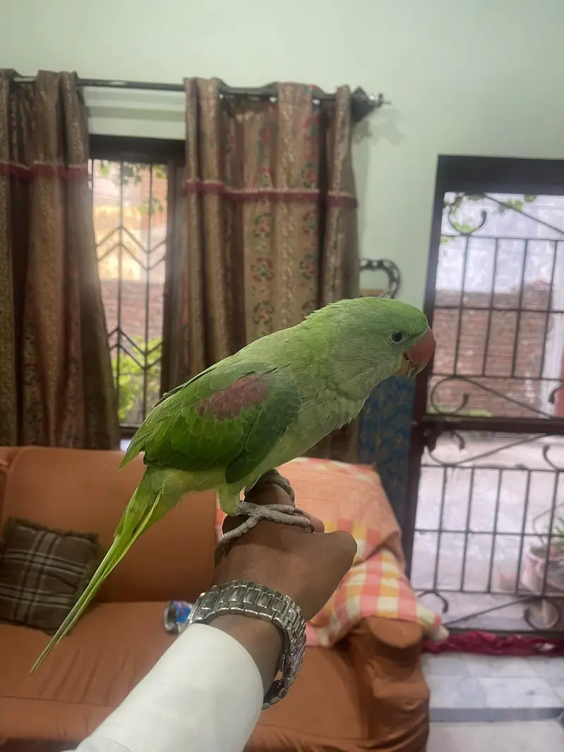 raw parrot  for sale — photo 3