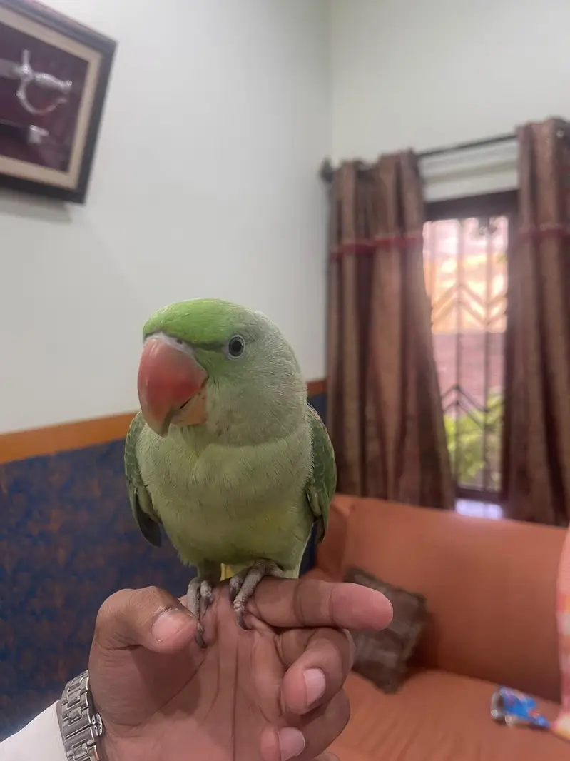 raw parrot  for sale — photo 4