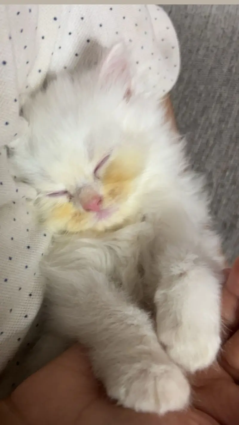 White Persian male — photo 4