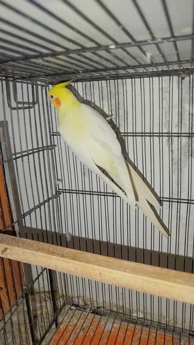 Breeder Common White Red Eye Cocktail Male + Breeder Budgie Australian