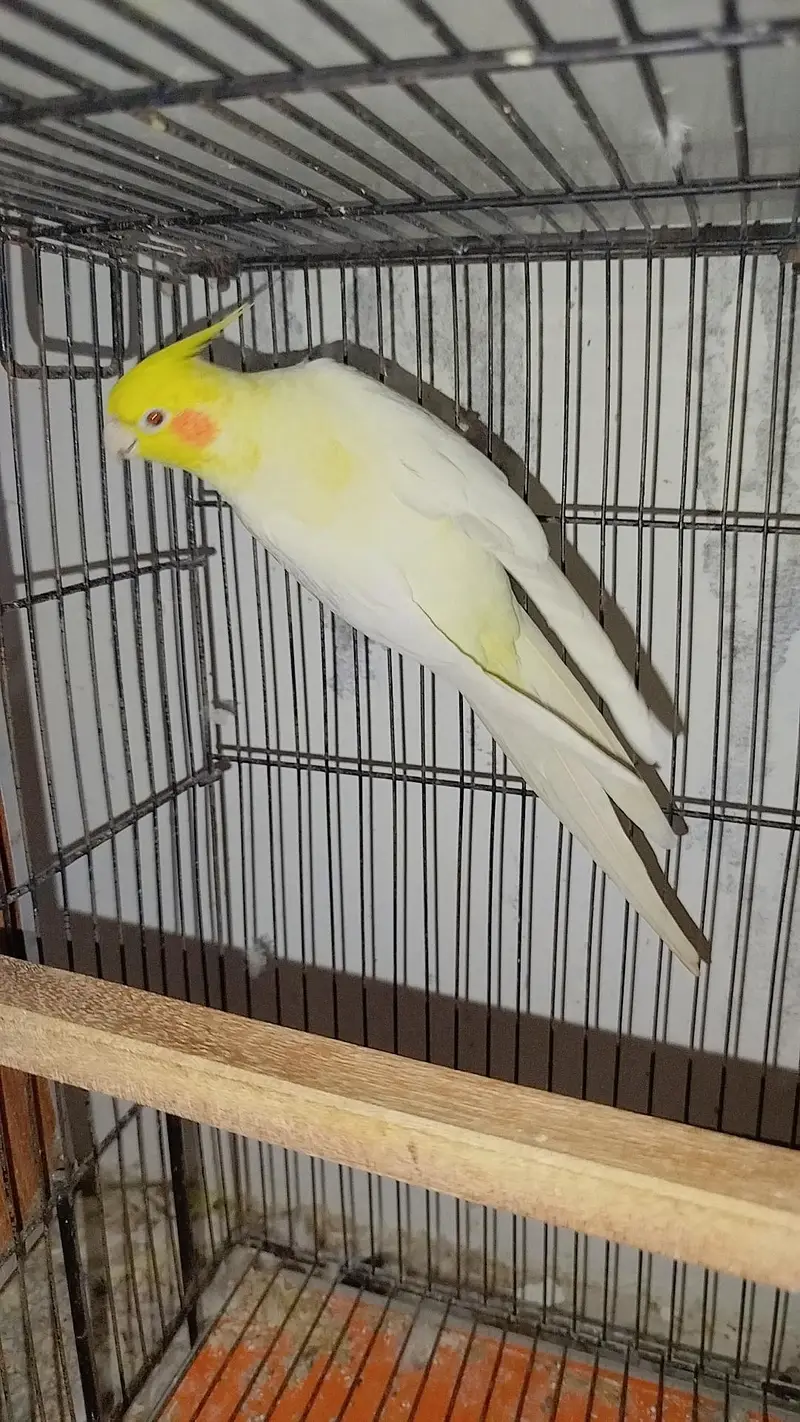 Breeder Common White Red Eye Cocktail Male + Breeder Budgie Australian — photo 2