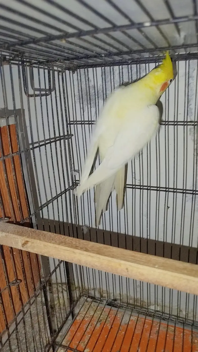 Breeder Common White Red Eye Cocktail Male + Breeder Budgie Australian — photo 3