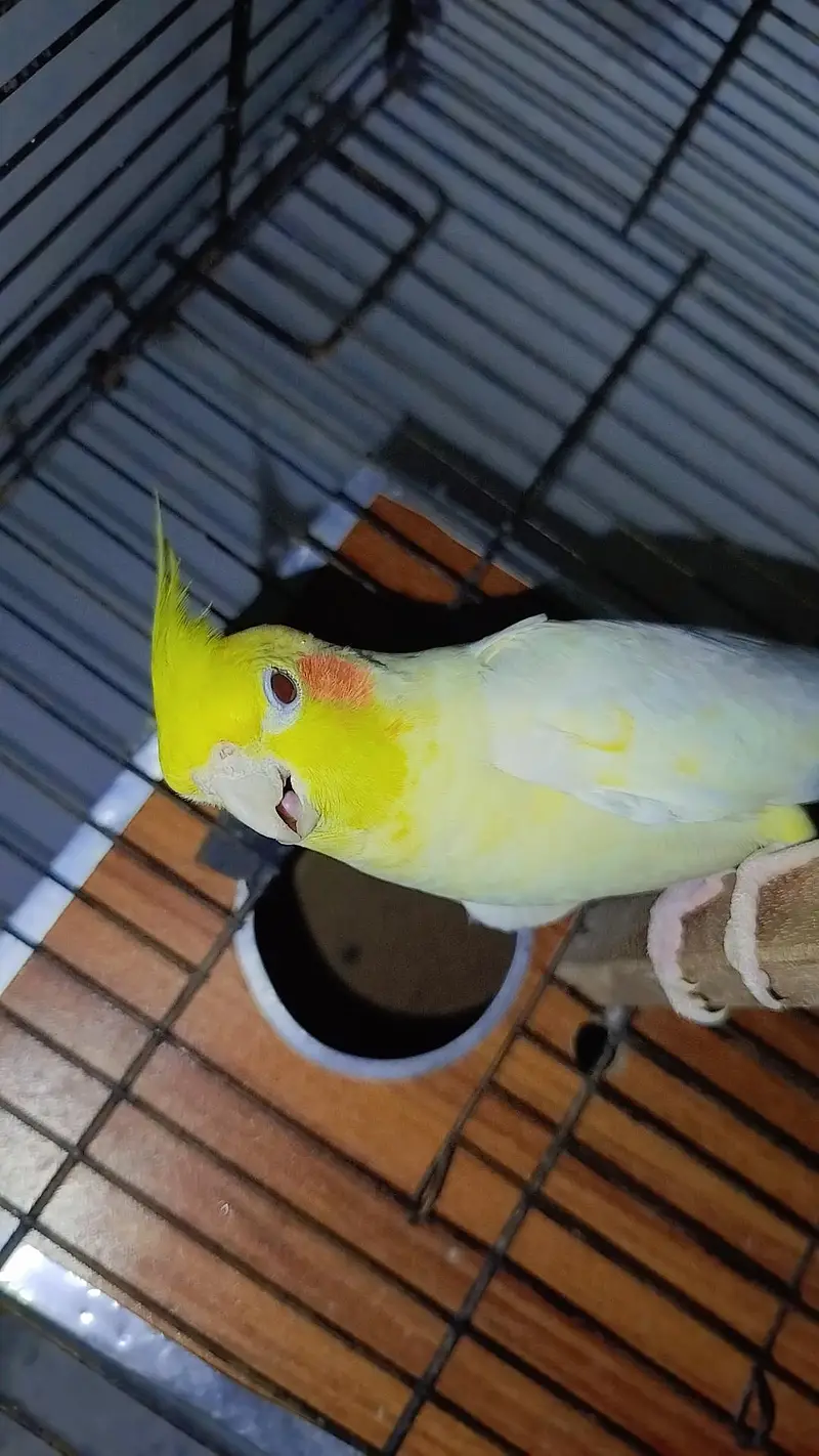 Breeder Common White Red Eye Cocktail Male + Breeder Budgie Australian — photo 4