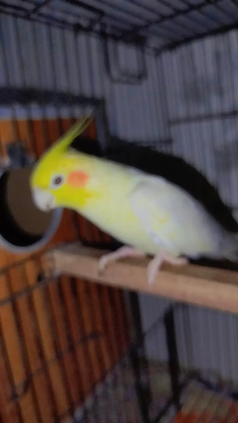 Breeder Common White Red Eye Cocktail Male + Breeder Budgie Australian — photo 5