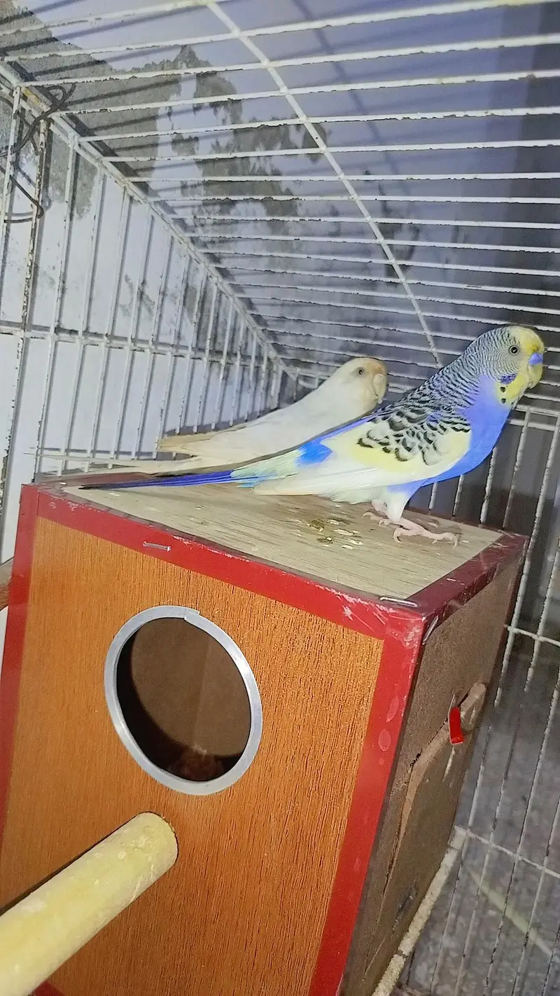 Breeder Common White Red Eye Cocktail Male + Breeder Budgie Australian — photo 6