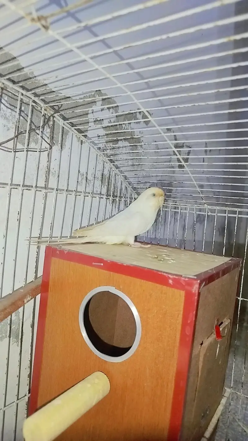 Breeder Common White Red Eye Cocktail Male + Breeder Budgie Australian — photo 7