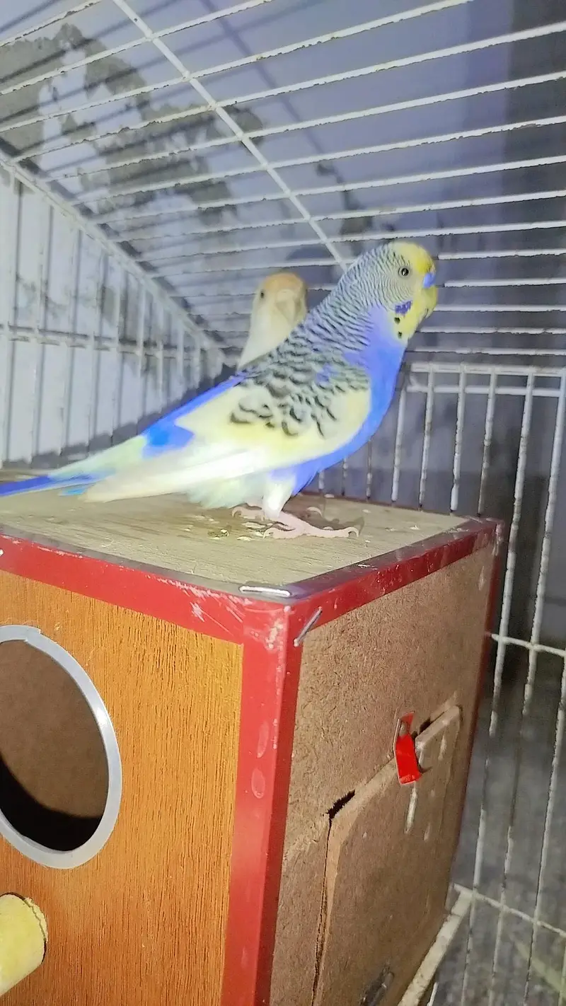 Breeder Common White Red Eye Cocktail Male + Breeder Budgie Australian — photo 8