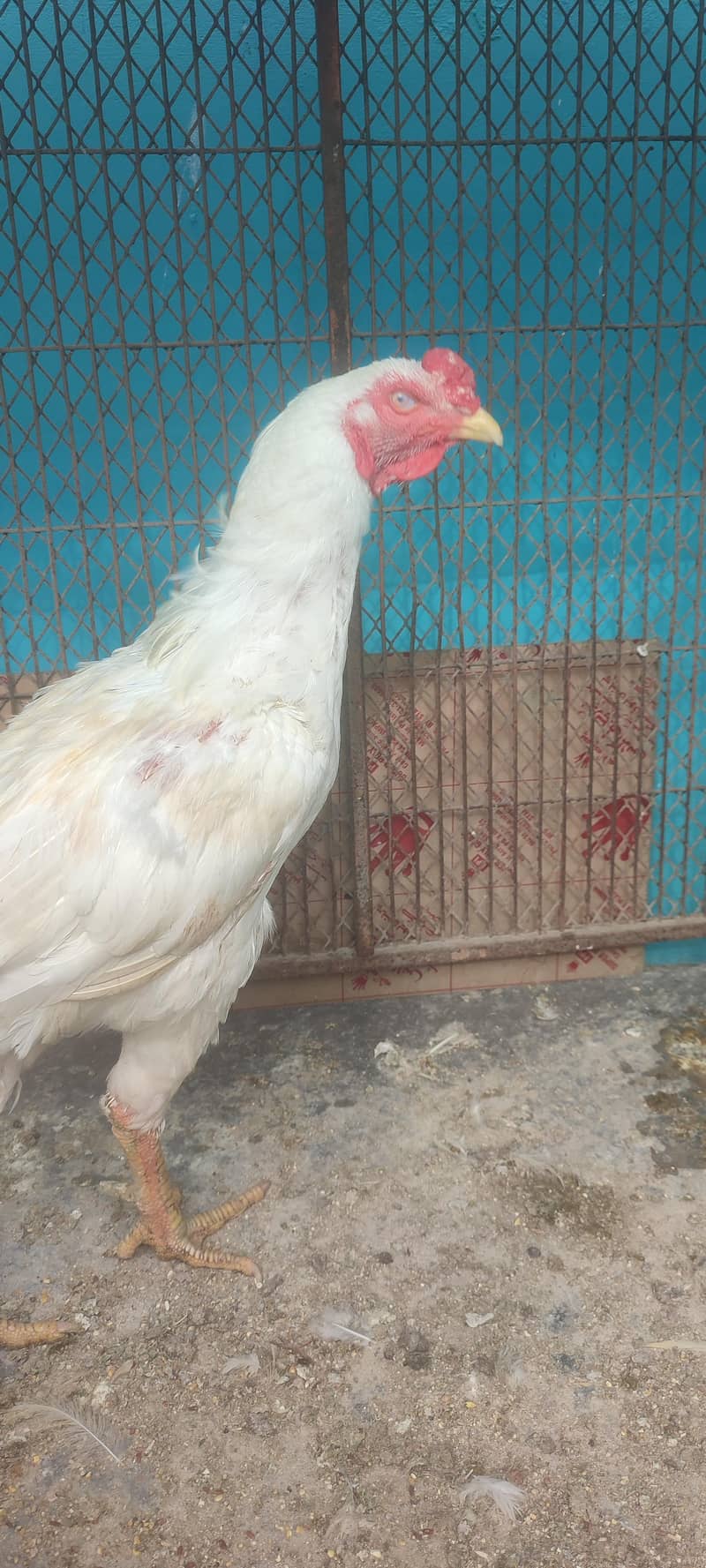 aseel 1