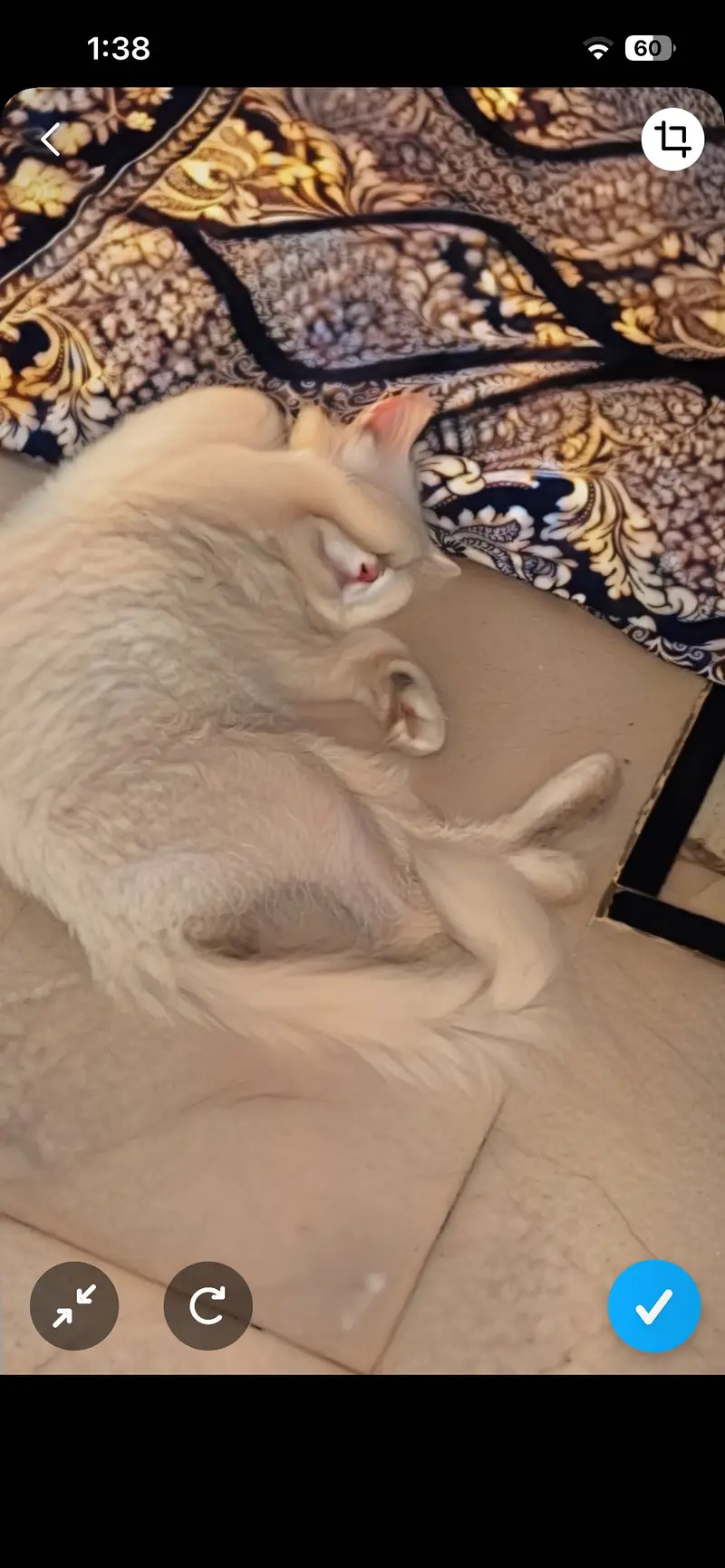 Sheikhs pets option — photo 3