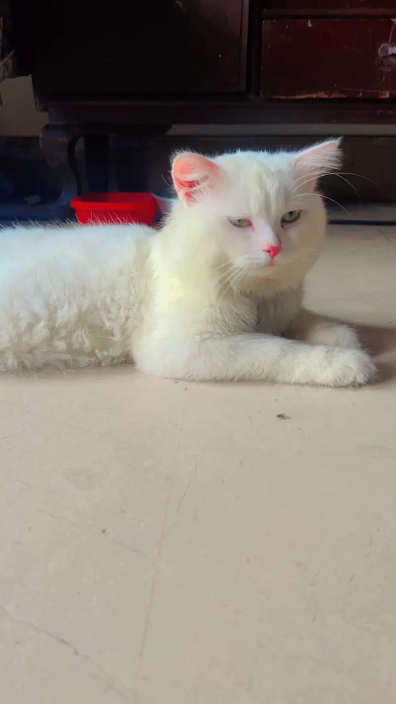 Sheikhs pets option — photo 4