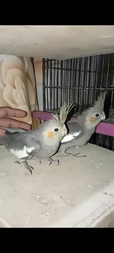 grey Cocktail chick for sale location Karachi malir ready to handmade