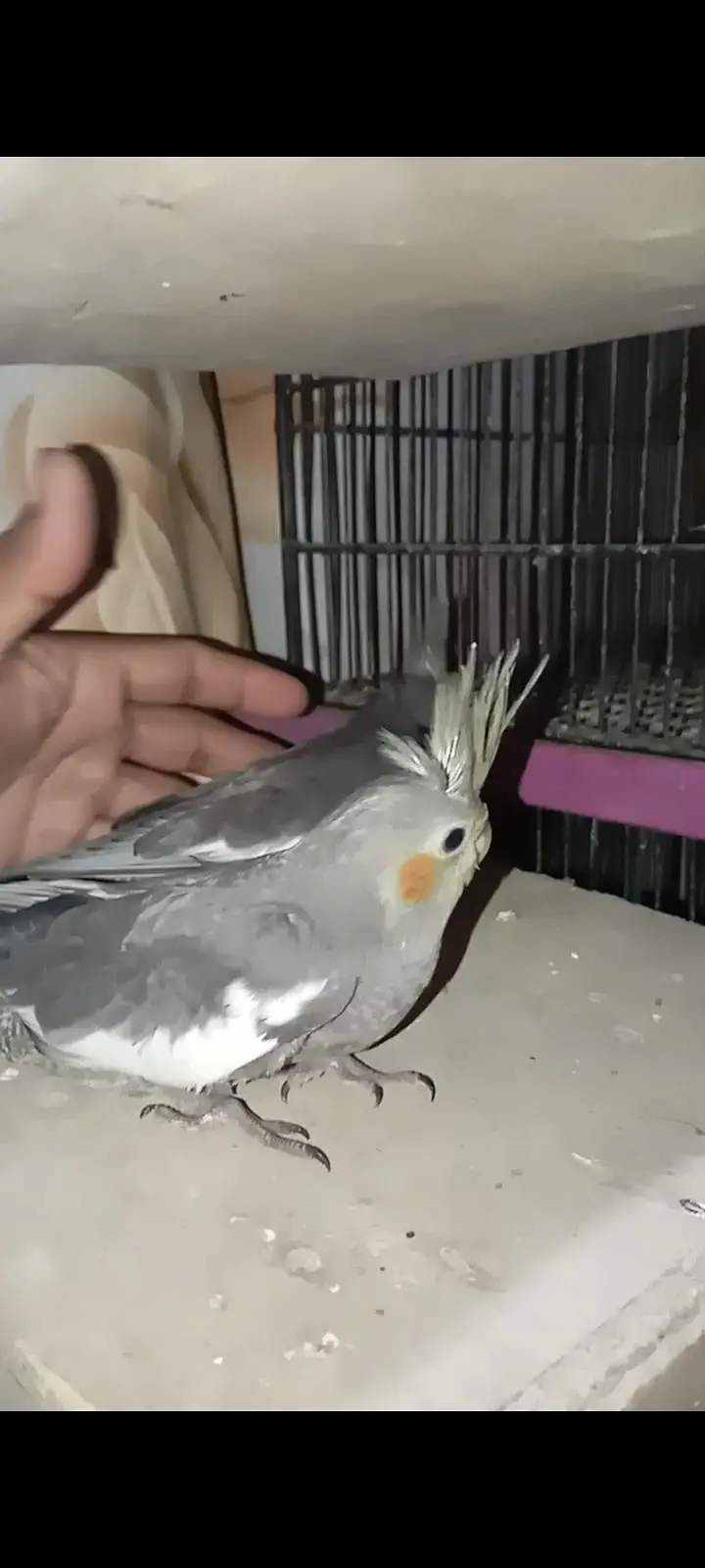 grey Cocktail chick for sale location Karachi malir ready to hand temp — photo 2
