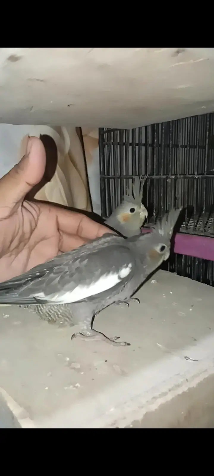 grey Cocktail chick for sale location Karachi malir ready to hand temp — photo 3