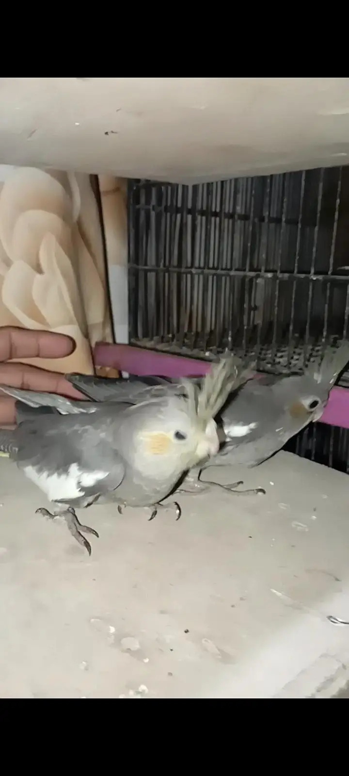 grey Cocktail chick for sale location Karachi malir ready to hand temp — photo 4