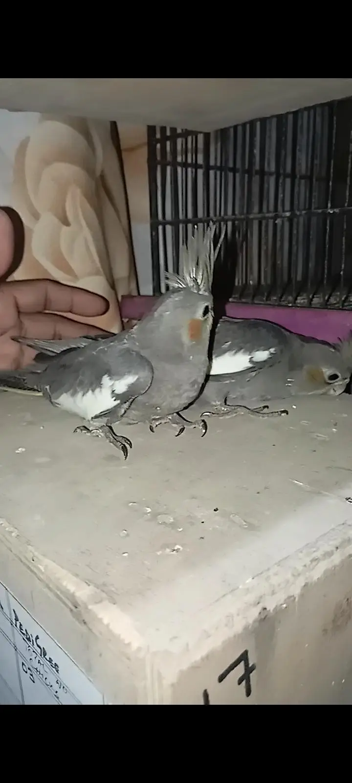 grey Cocktail chick for sale location Karachi malir ready to hand temp — photo 5