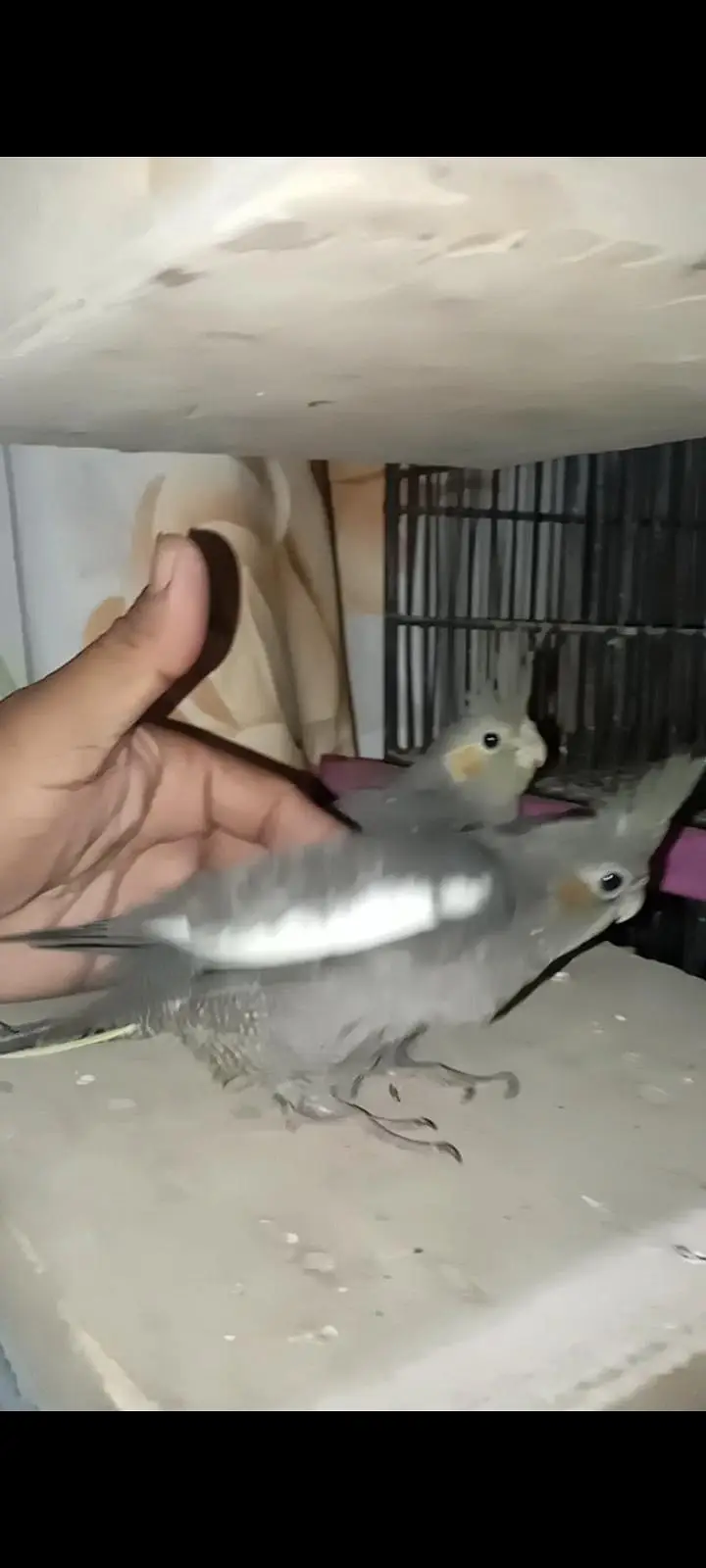 grey Cocktail chick for sale location Karachi malir ready to hand temp — photo 6