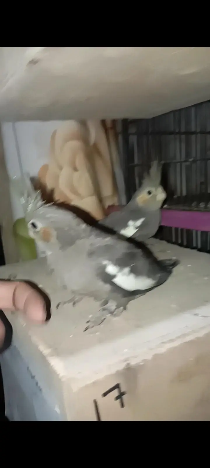 grey Cocktail chick for sale location Karachi malir ready to hand temp — photo 7