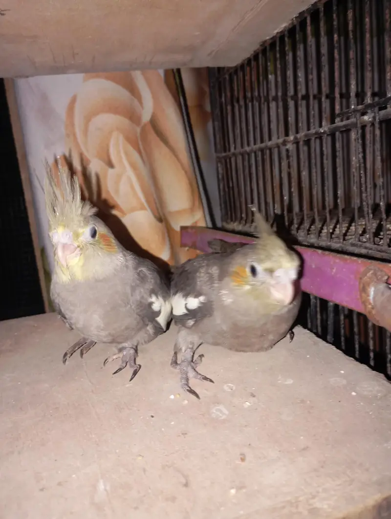 grey Cocktail chick for sale location Karachi malir ready to hand temp — photo 8