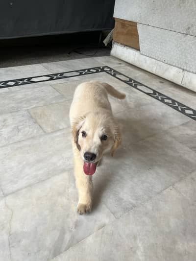 Golden Retriever