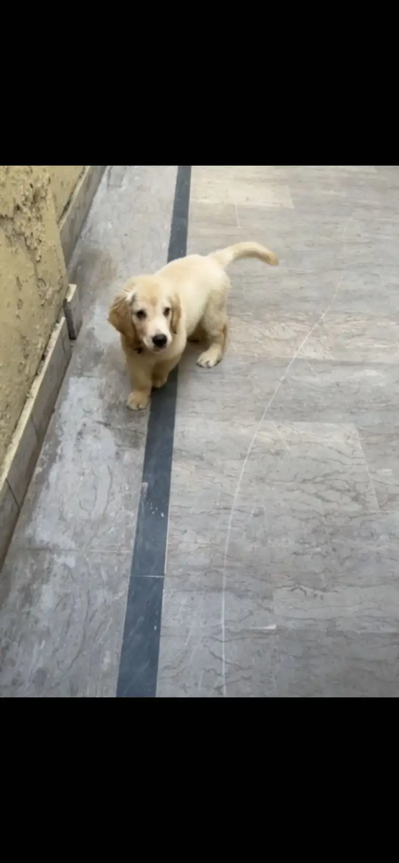 Golden Retriever — photo 2