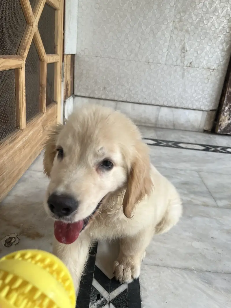 Golden Retriever — photo 3