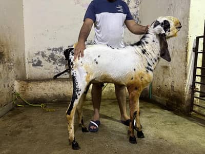 2 Dasi Betal Bakra