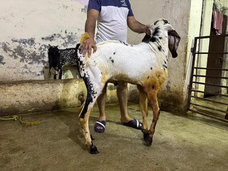 2 Dasi Betal Bakra — photo 2