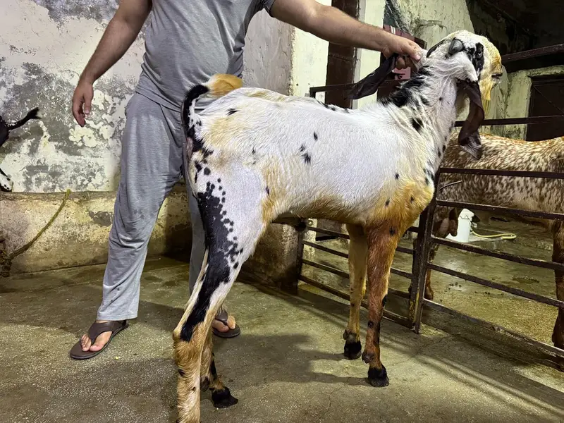 2 Dasi Betal Bakra — photo 4