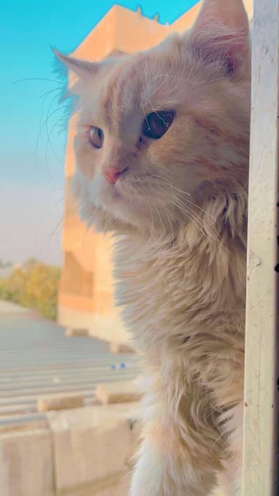 male Persian cat