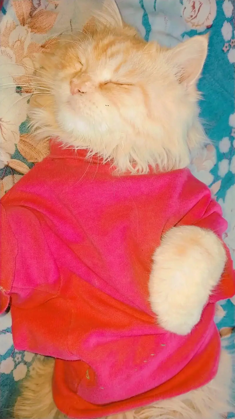 male Persian cat — photo 2