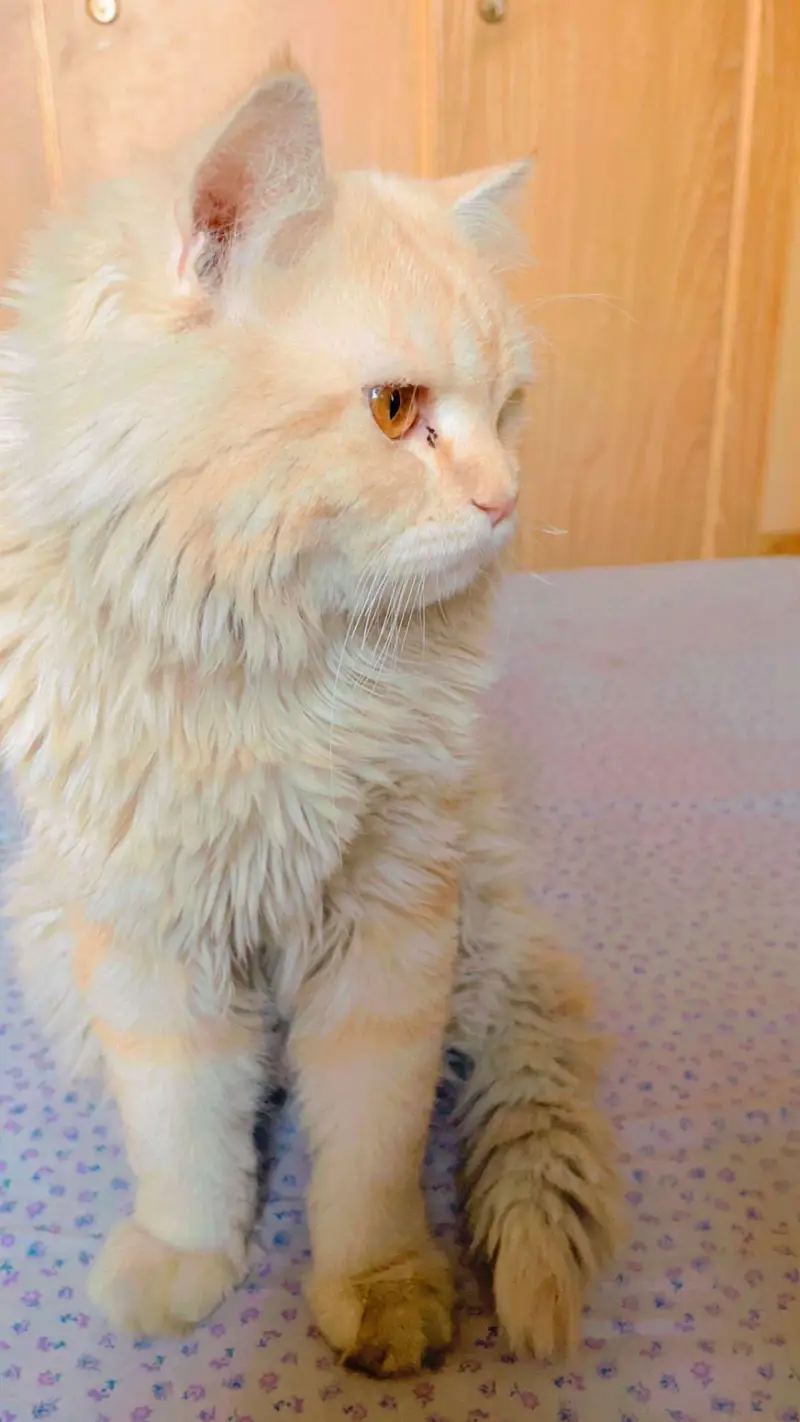 male Persian cat — photo 3
