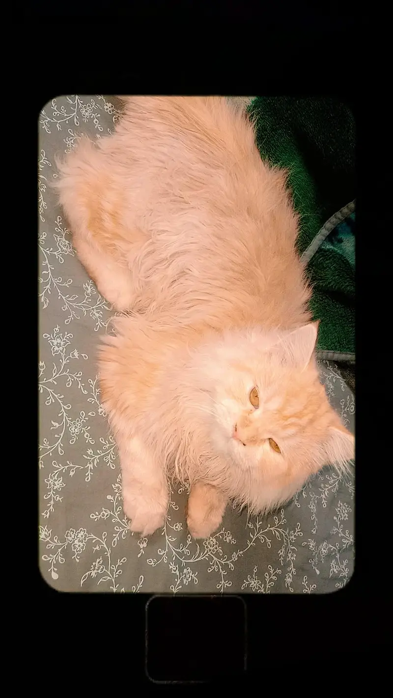 male Persian cat — photo 4