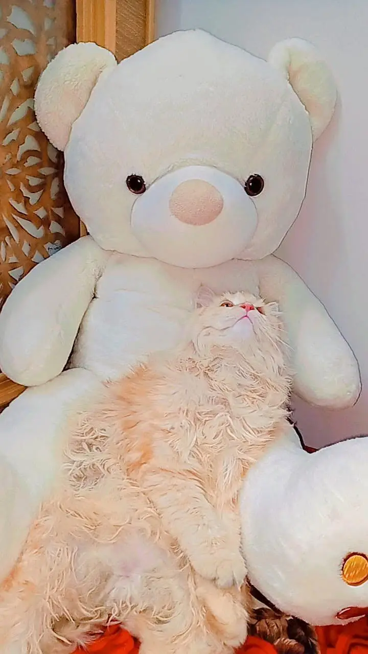male Persian cat — photo 5