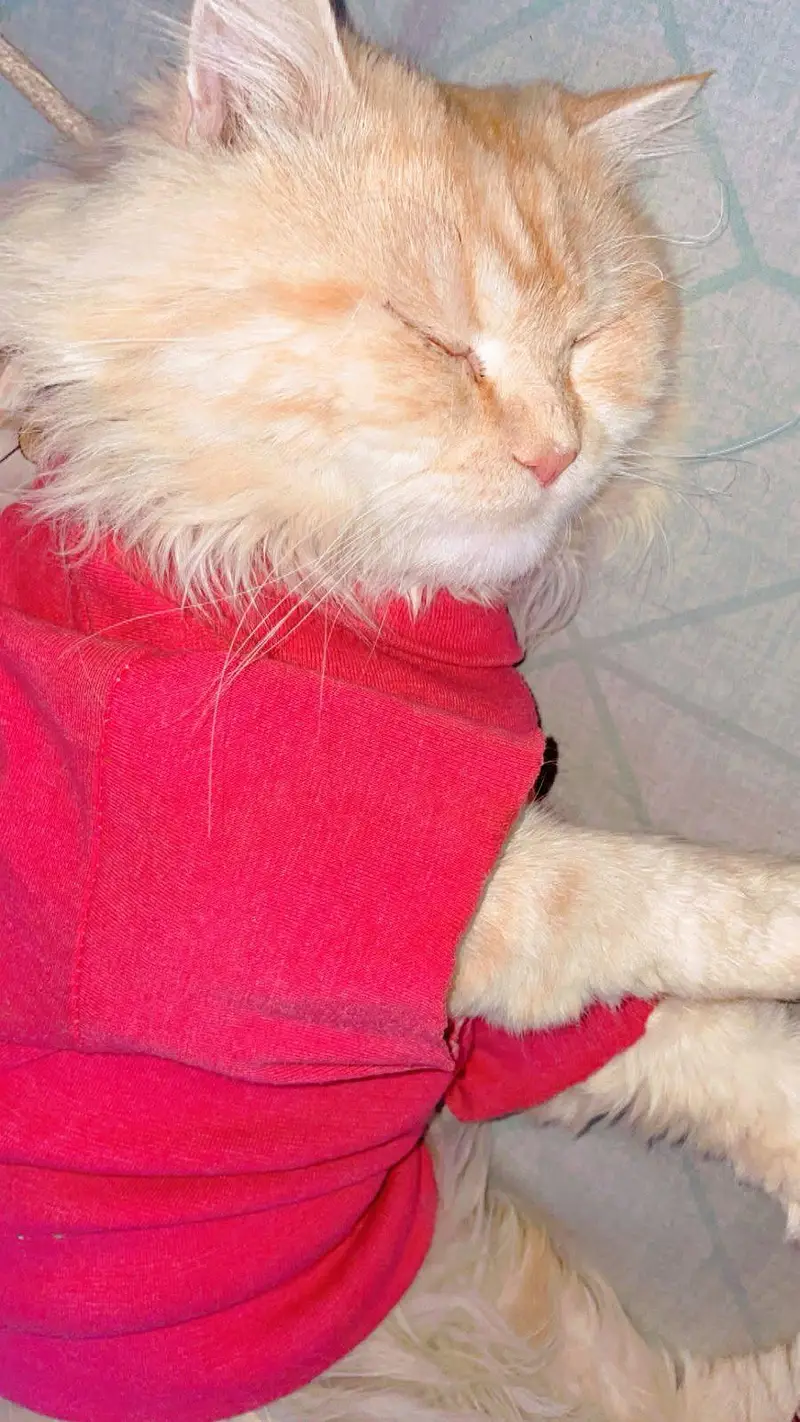 male Persian cat — photo 6