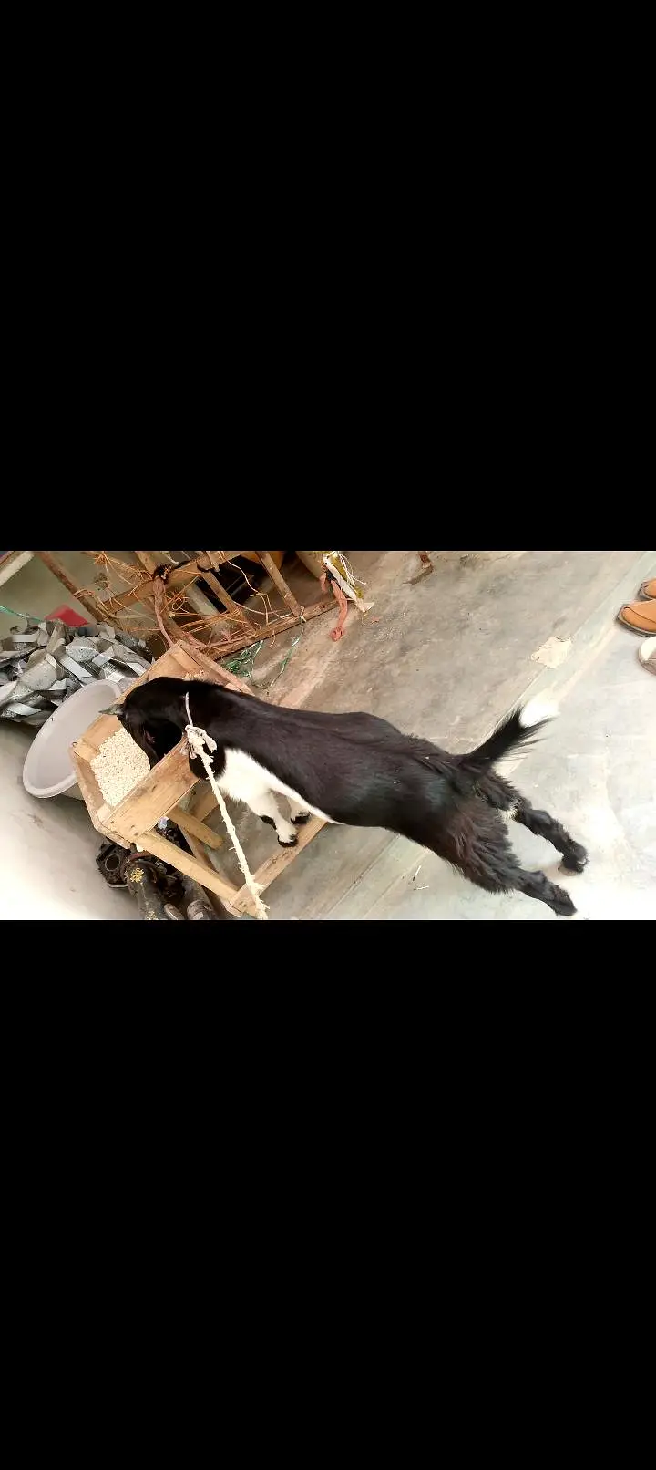 Tapra bacha sehatmand — photo 2