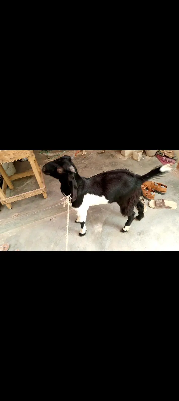 Tapra bacha sehatmand — photo 3