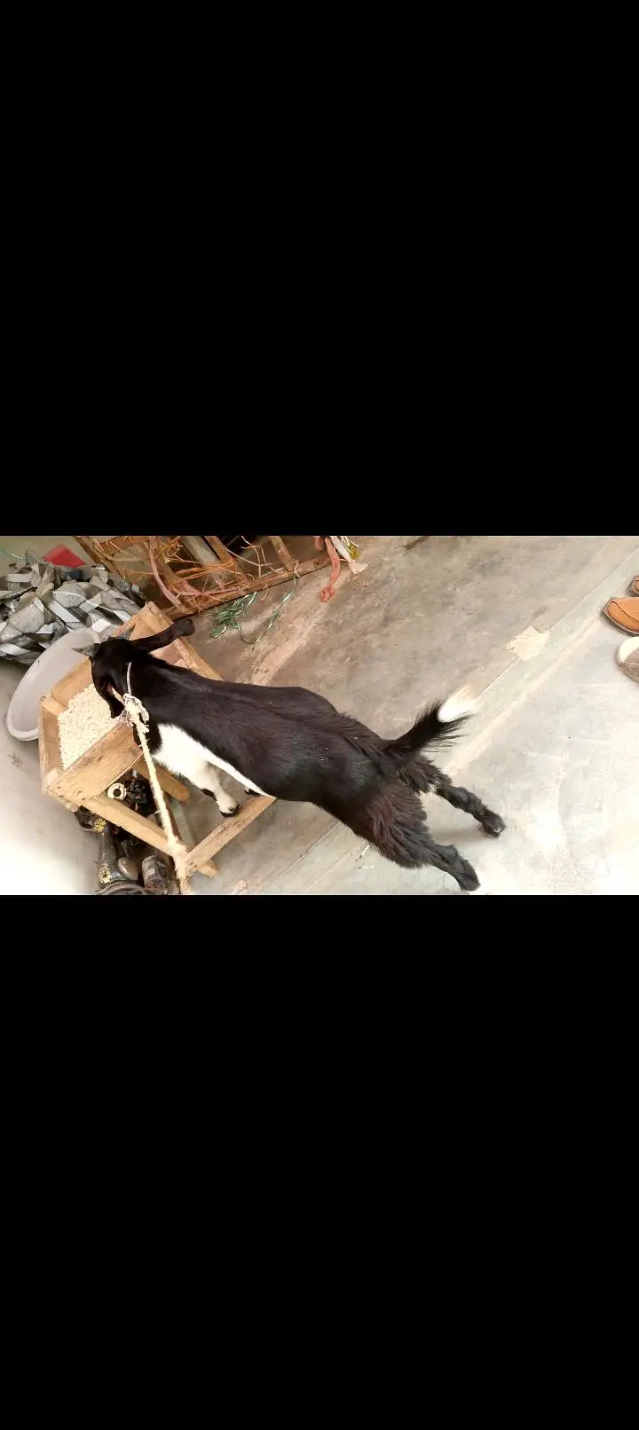 Tapra bacha sehatmand — photo 5