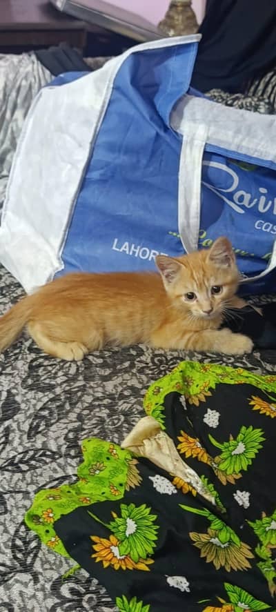 Persian kitten pair for sale