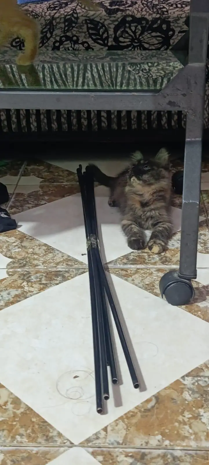 Persian kitten pair for sale — photo 2