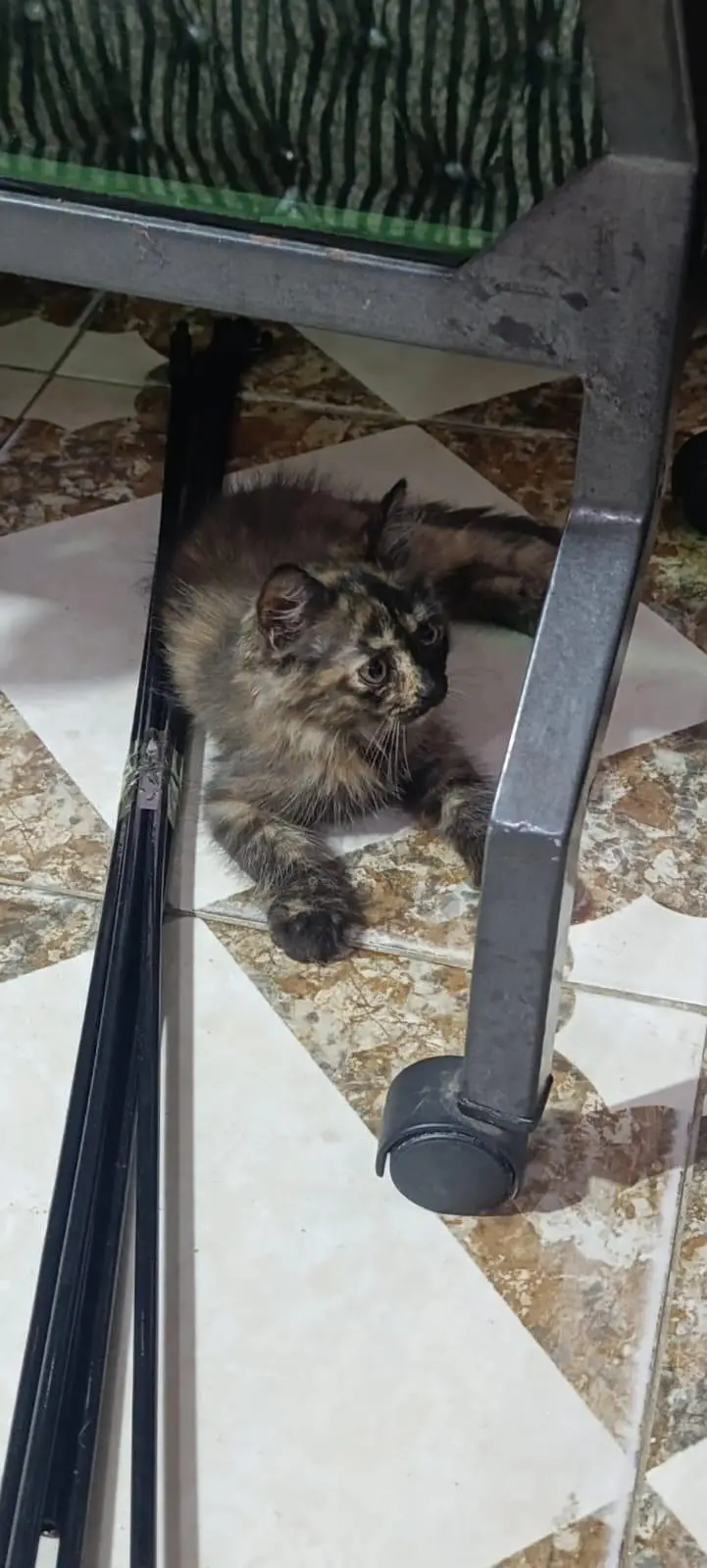 Persian kitten pair for sale — photo 4
